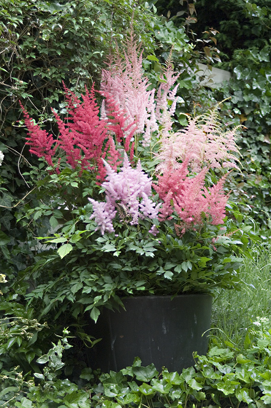 Astilbe 'Prof. van der Wielen' - Van Berkum Nursery