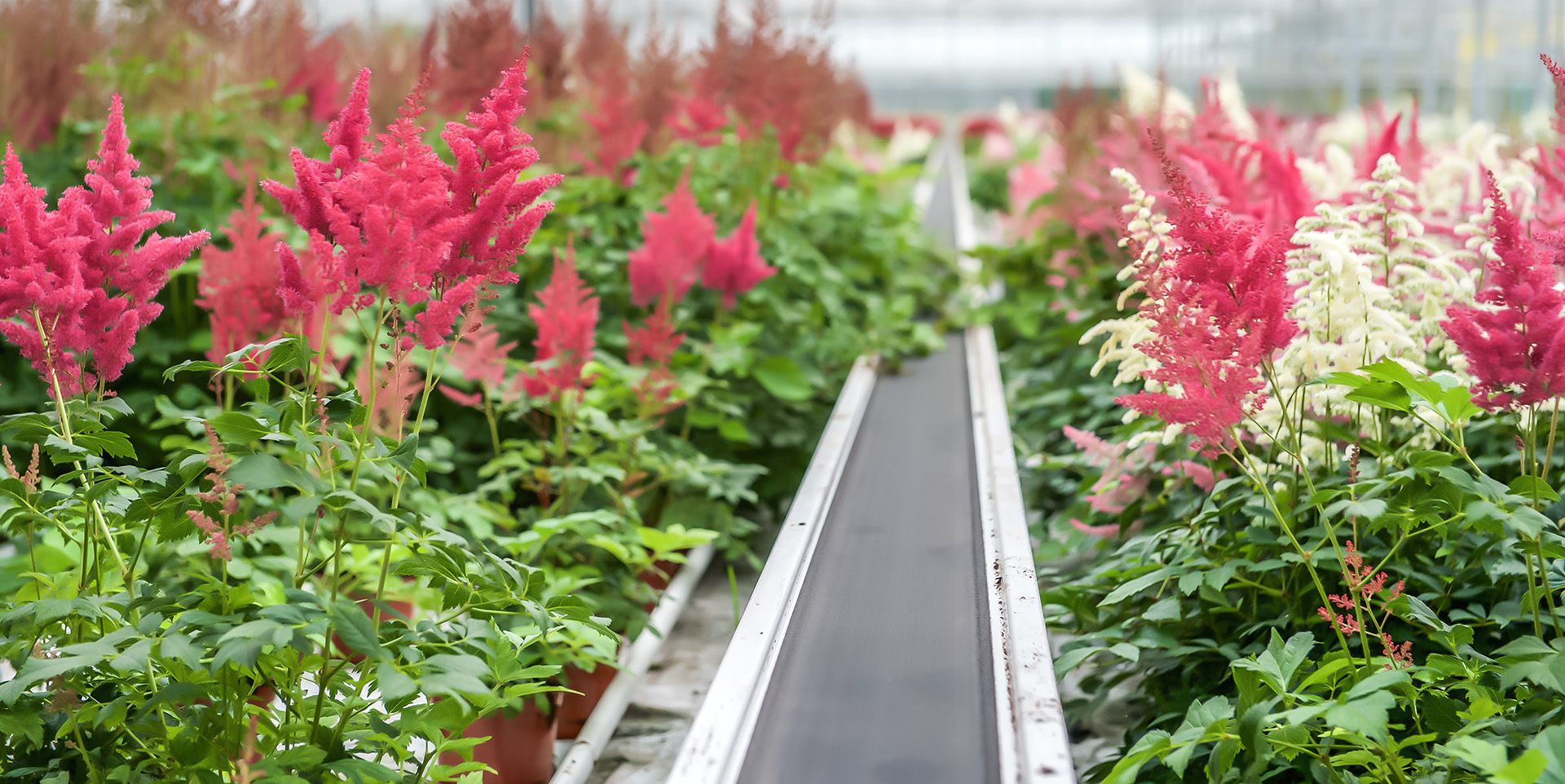 Astilbe 'Prof. van der Wielen' - Van Berkum Nursery