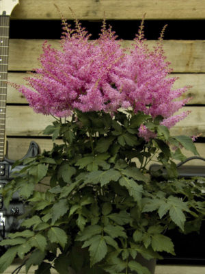 Hans van der Meer | Astilbe arendsii Rhytm and Beat