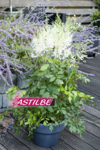 Astilbe 'Prof. van der Wielen' - Van Berkum Nursery