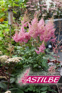 Astilbe 'Prof. van der Wielen' - Van Berkum Nursery