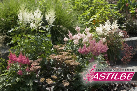 Astilbe 'Prof. van der Wielen' - Van Berkum Nursery