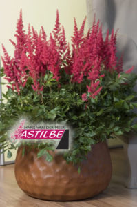 Astilbe 'Prof. van der Wielen' - Van Berkum Nursery