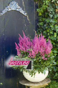 Astilbe 'Prof. van der Wielen' - Van Berkum Nursery